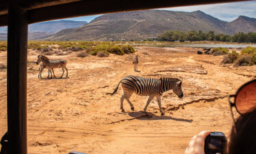 African Big Five Safari: Aquila Game Drive from Cape Town