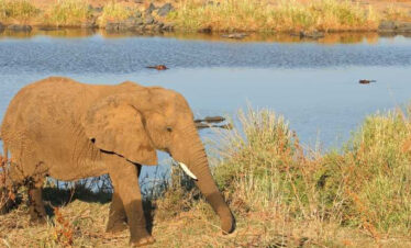 Greater Kruger Park Safari