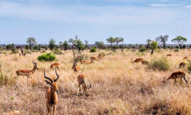 Delightful Cape Town & Kruger Luxury Safari