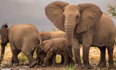 Luxurious Kruger Park Safari