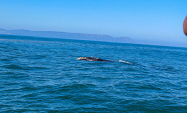 Swim with the Penguins at Boulders Beach, Muizenberg Beach and Chapman’s Peak Drive