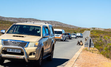 Table Mountain Tickets + Cape of Good Hope + Penguins from Cape Town