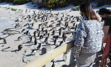 Half-Day Tour to Boulders Beach: Penguins, Scenic Beauty & Heritage
