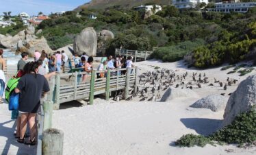Scenic Coastal Horse Ride, Penguins + Wine Tasting